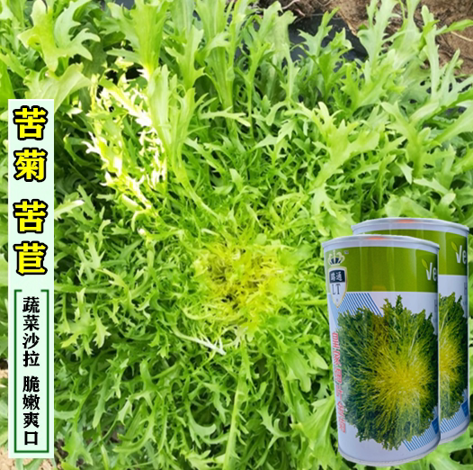 细叶花叶黄芯苦苣种子 耐热耐寒春夏秋四季 阳台盆栽大田蔬菜苦菊