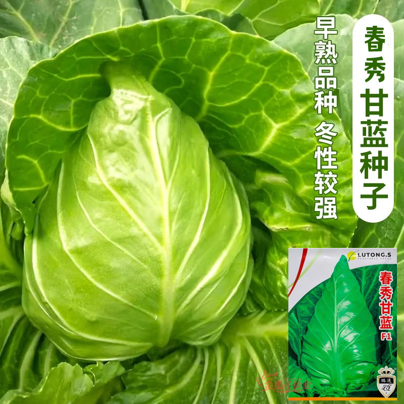 璐通春秀甘蓝种子一代杂交牛心甘蓝种子越冬春栽培耐低温甘兰种子