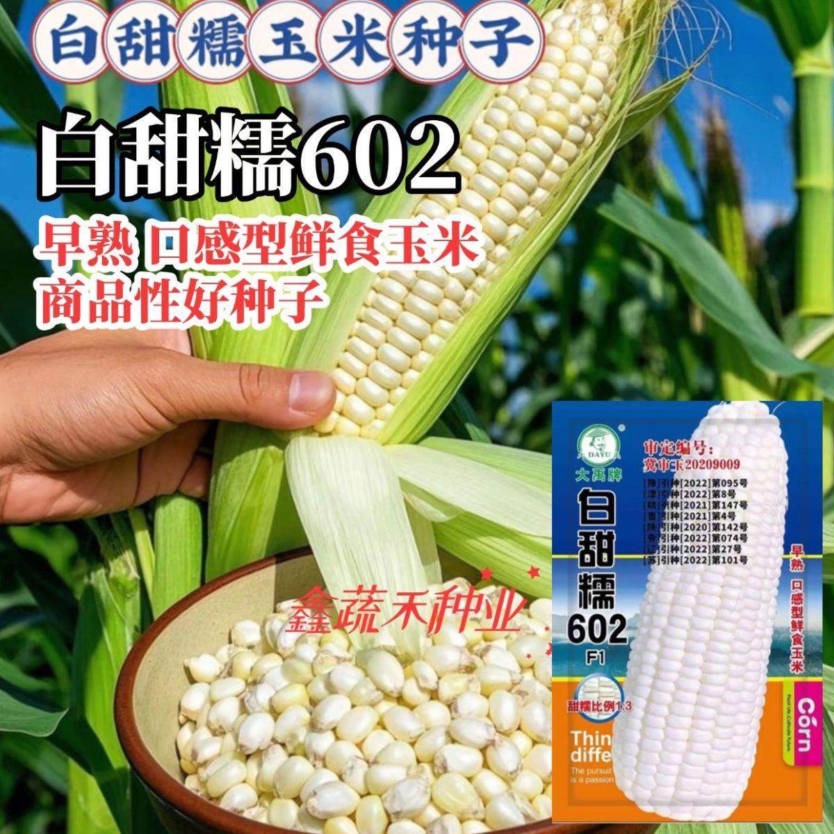 白甜糯602 玉米种子白甜糯矮杆大棒高产玉米种籽甜糯大田苞谷种子