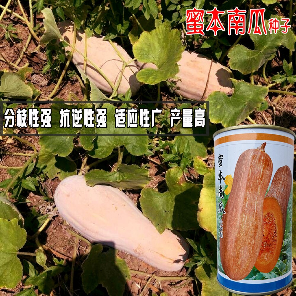 蜜本南瓜种子超甜粉面蜜本甜南瓜孑早中熟高产耐贮运四季蔬菜种籽