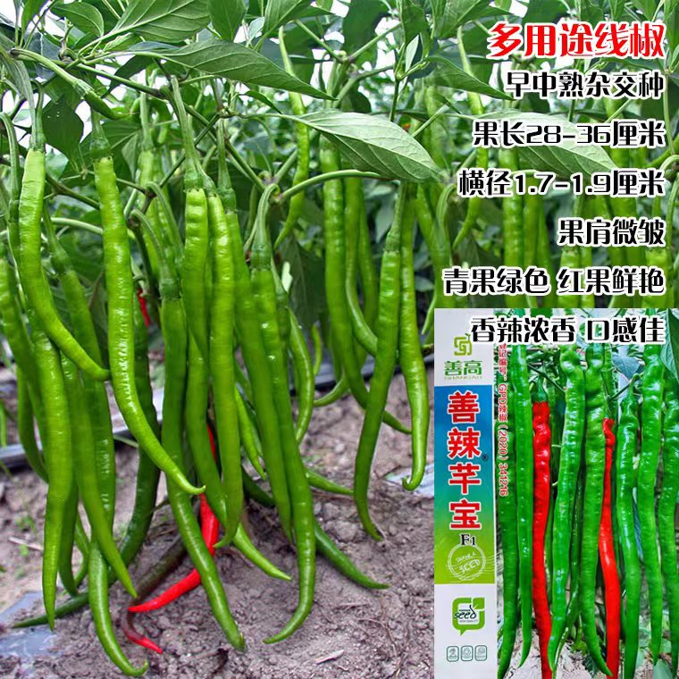 善辣芊宝长线辣椒种子早中熟线椒辣味香浓抗病性好椒条顺直辣椒种