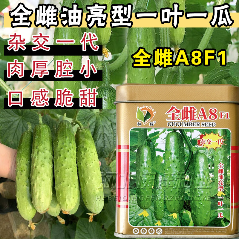 全雌A8F1黄瓜种子孑绿皮绿肉水果黄瓜种籽节节瓜南北方春秋四季播