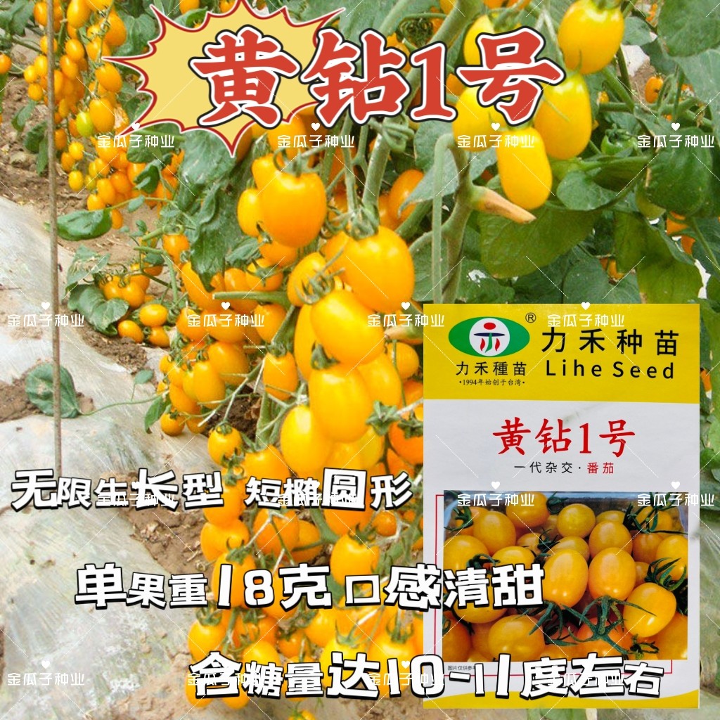 黄钻1号水果小番茄种子口感清甜圣女果小番茄籽庭院盆栽小西红柿