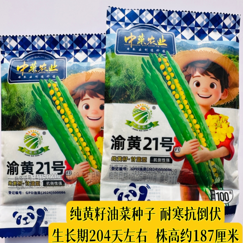 渝黄21号油菜种子秋播耐寒抗病抗倒伏丰产黄籽油菜种籽油菜花菜籽