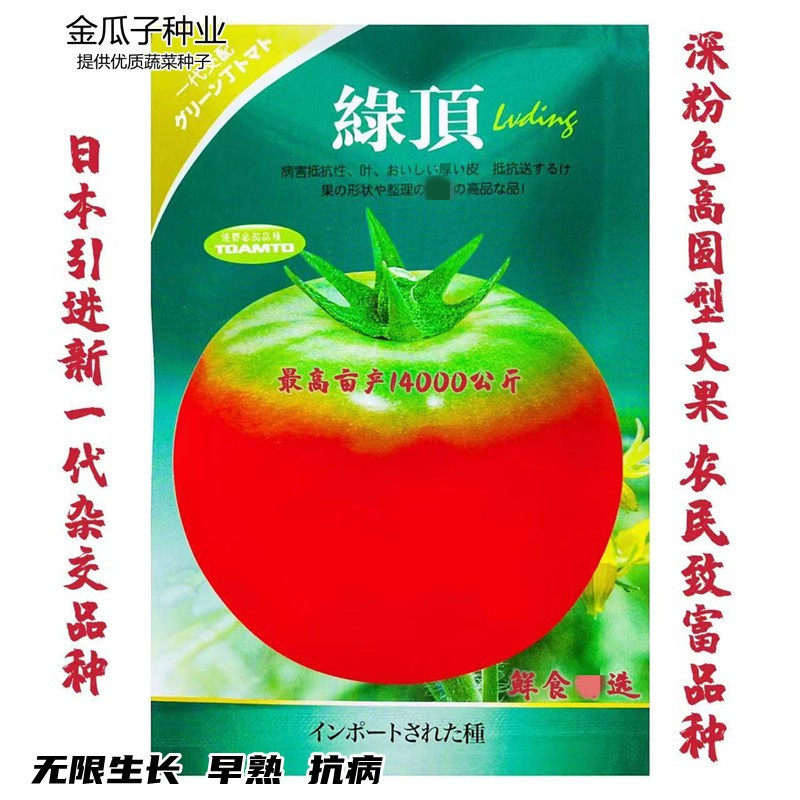 绿顶草莓番茄种子东北铁皮柿子超甜大番茄阳台大田春秋冬四季蔬菜