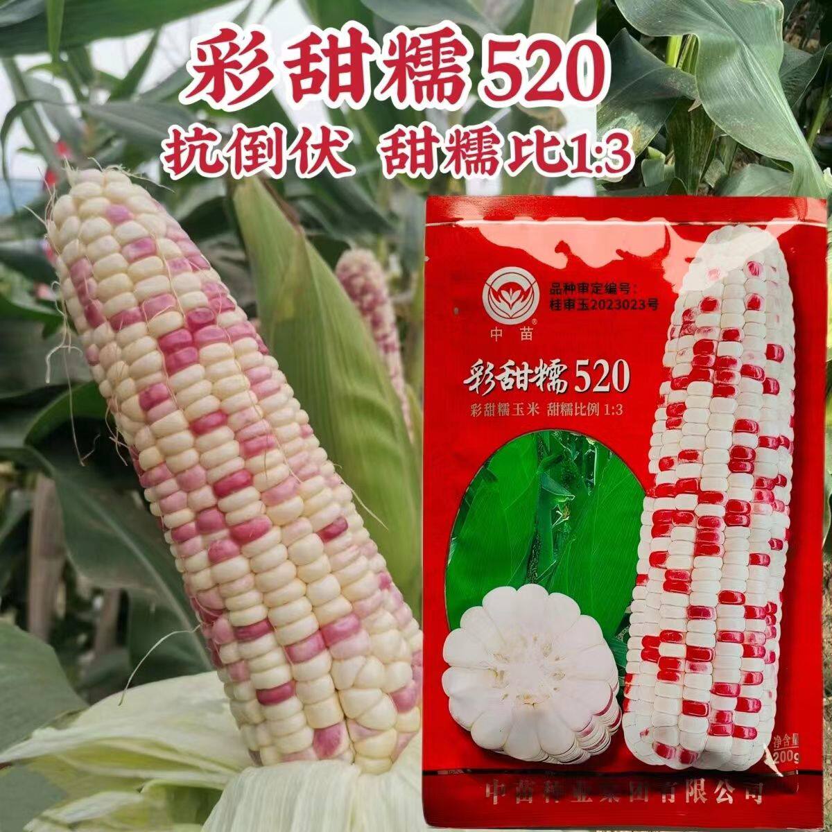 彩甜糯520玉米抗倒高产甜糯大棒