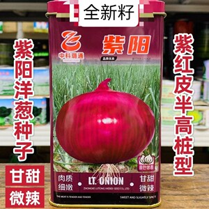 璐通紫阳紫红皮洋葱种子半高桩型圆葱种子口感甜脆微辣肉质细嫩