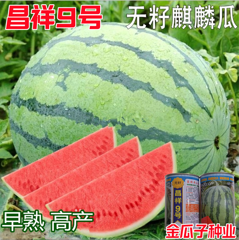 无籽特大西瓜耐旱超甜皮薄韧红瓤