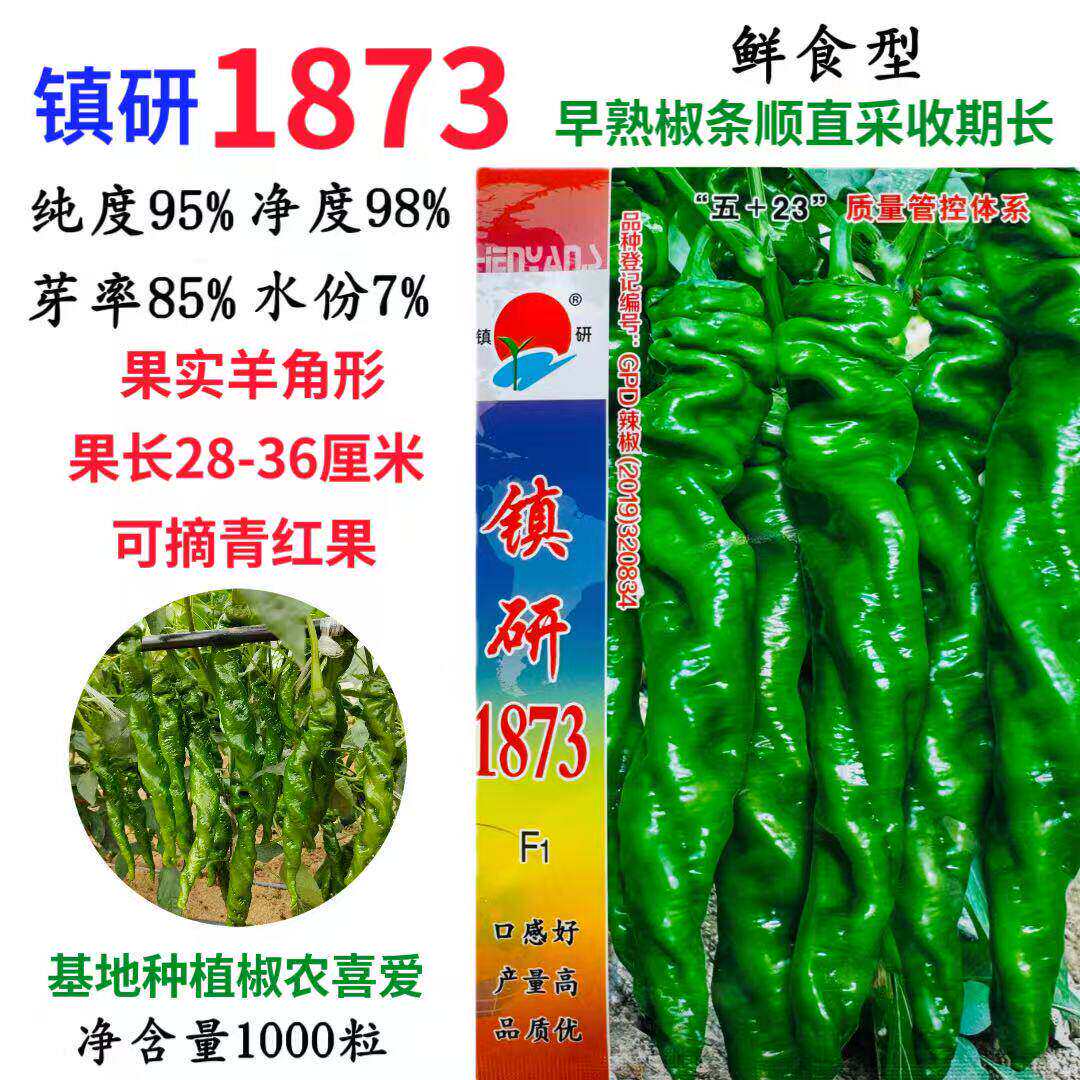 镇研1873辣椒种子早熟高产椒条顺直采收期长螺丝椒农户春秋蔬菜籽