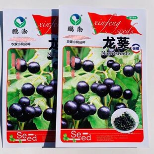 黑色龙葵种子保健菜种子农家小院品种东北浆果种子中药材种子北方