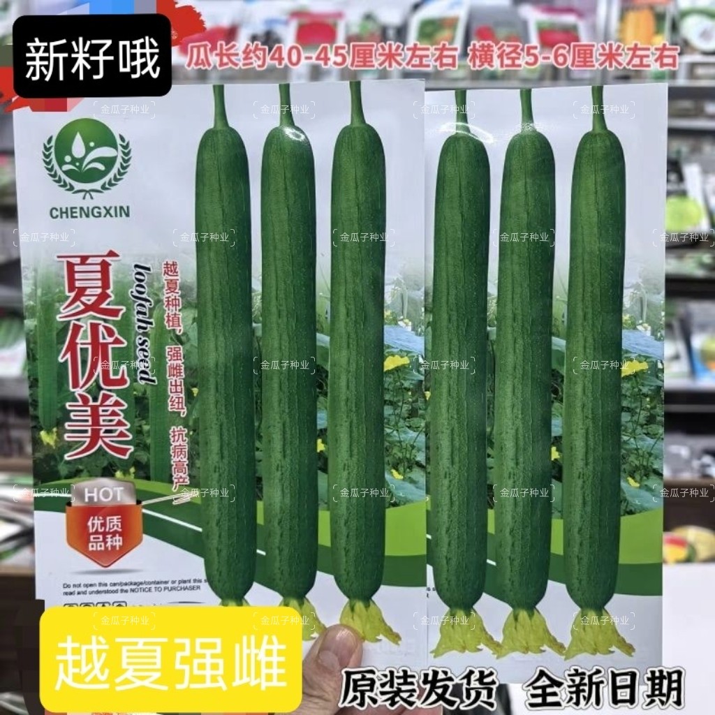 夏优美早熟强雌长丝瓜种子生长快瓜条顺直瓜翠绿色肉质硬耐热耐寒