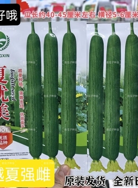 夏优美早熟强雌长丝瓜种子生长快瓜条顺直瓜翠绿色肉质硬耐热耐寒