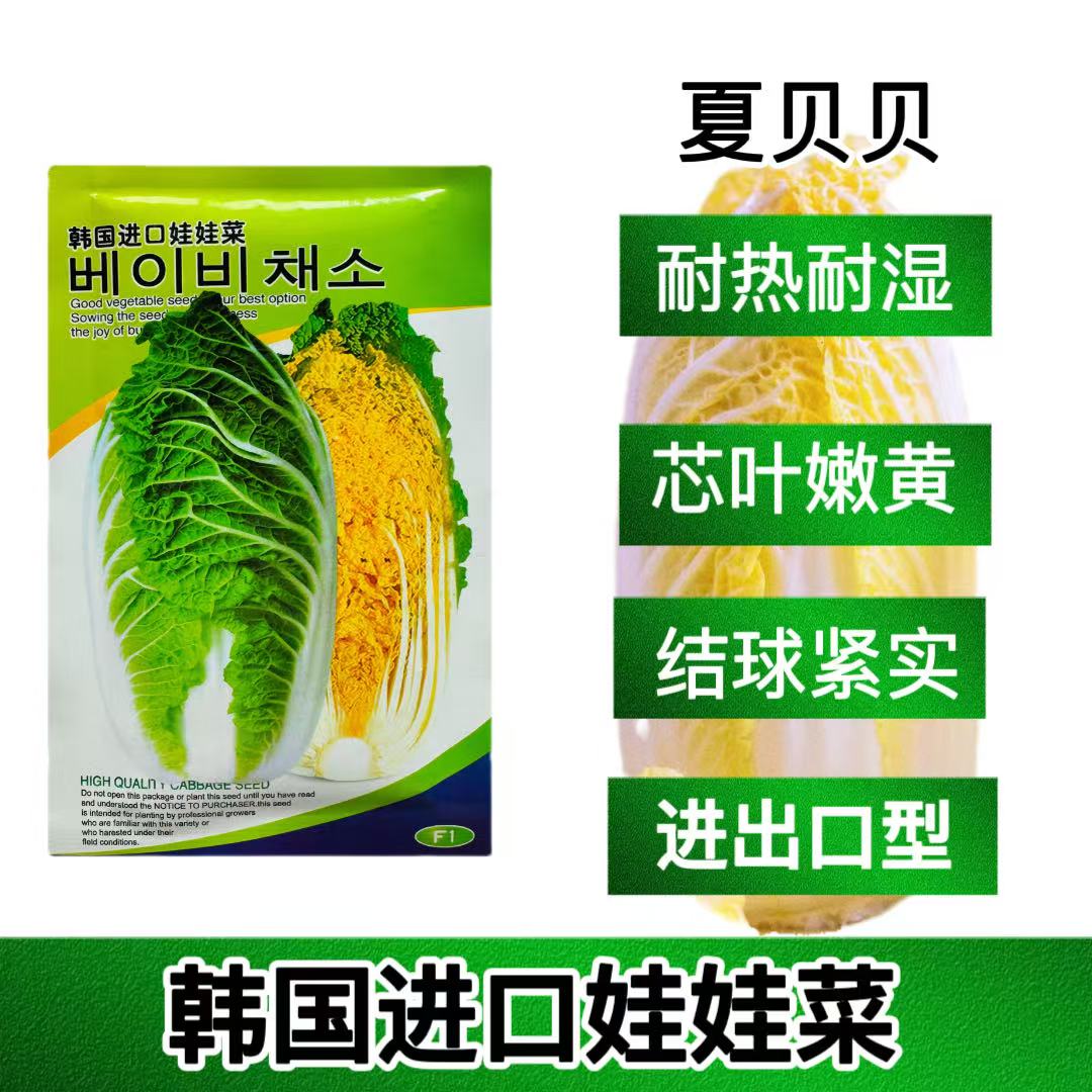 韩国夏贝贝进口夏季耐热金黄心娃娃菜种子杂交一代口感好抗病50天