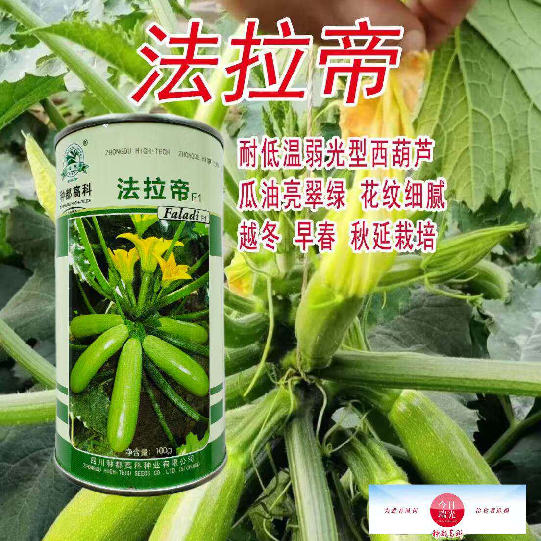 法拉帝西葫芦种子杂交一代油亮翠绿占瓜种籽高产抗病春秋季蔬菜种