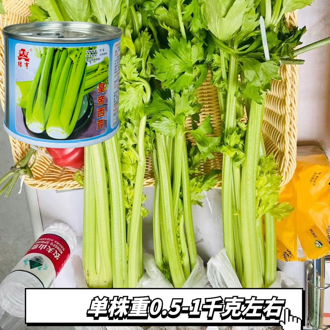 绿亨皇帝西芹种子春秋中早熟黄绿柄亮绿味浓高产速生芹菜种籽包邮