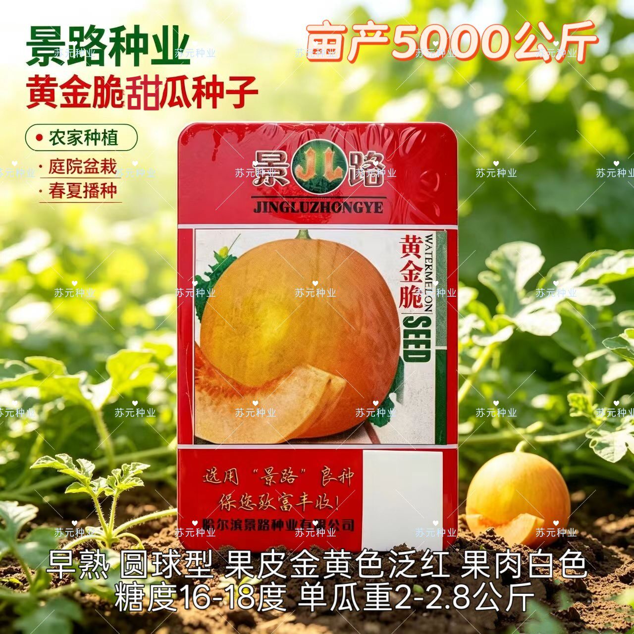 黄金脆哈密瓜种子早熟圆形金黄皮香瓜种籽白肉高糖高产香甜酥脆籽
