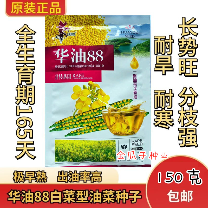 华油88黄籽白菜种子高产早熟矮杆