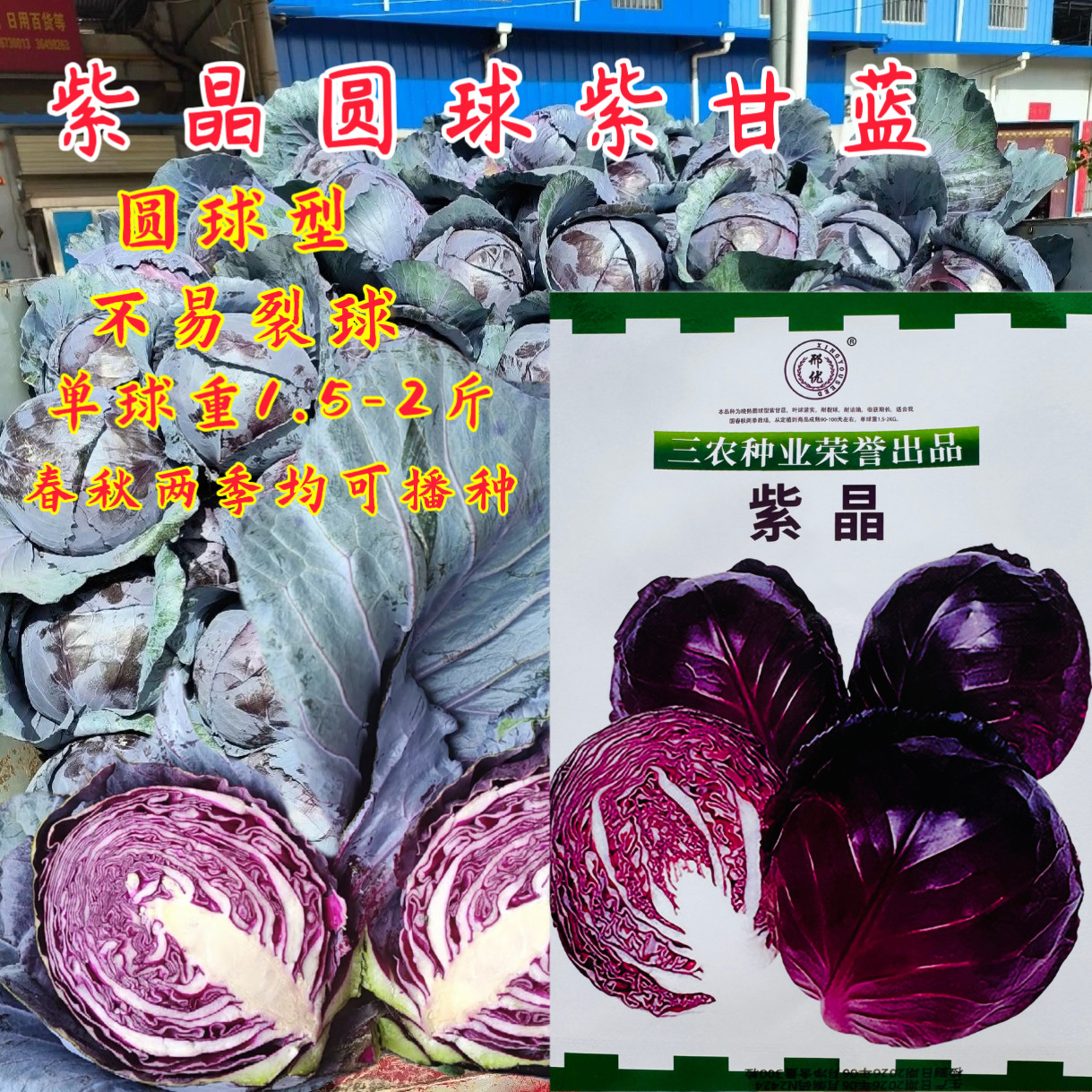 紫晶甘蓝卷心菜品种耐热性好圆球三系杂交种子晚熟品种耐裂球蔬菜