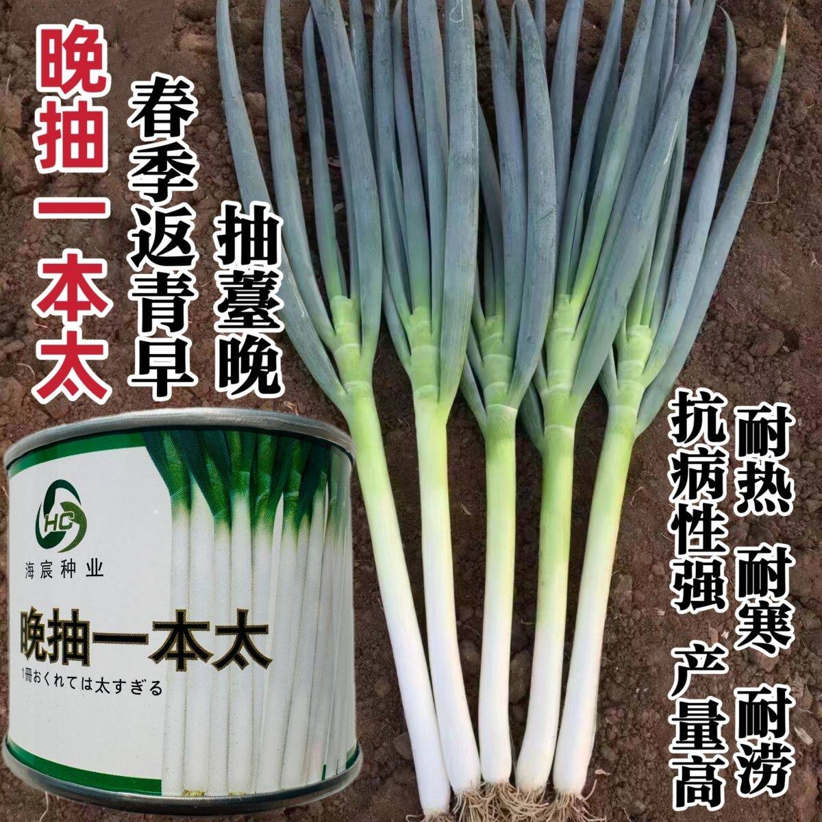 晚抽一本太大葱种子耐热耐寒耐涝山东大葱种籽钢葱种子抽苔晚高产