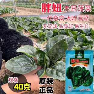 胖妞木耳菠菜种子大叶圆叶趴地菠耐寒黑绿越冬抗病菠菜种籽春秋播