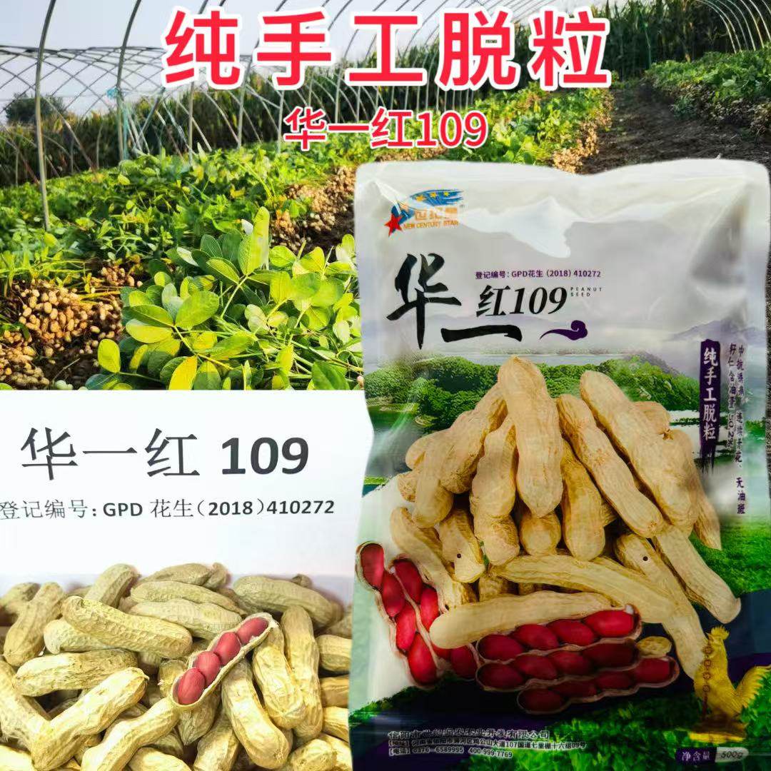 华一红109四粒红花生种子抗旱红皮花生种子高产早熟净含量500克