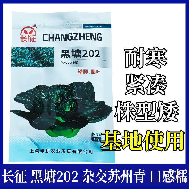 黑塘202苏州青 上海长征 矮脚 杂交苏州青 耐寒株型矮 口感糯