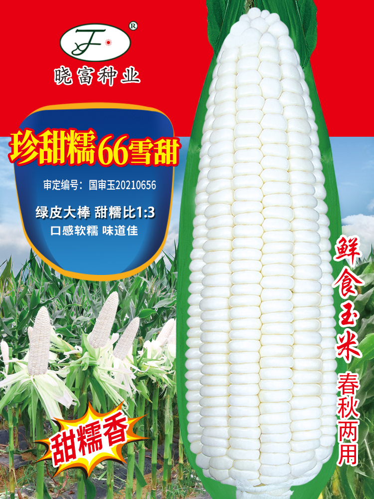 珍甜糯66早熟矮杆白玉米种籽高产春秋播大田甜加糯白糯玉米种子孑