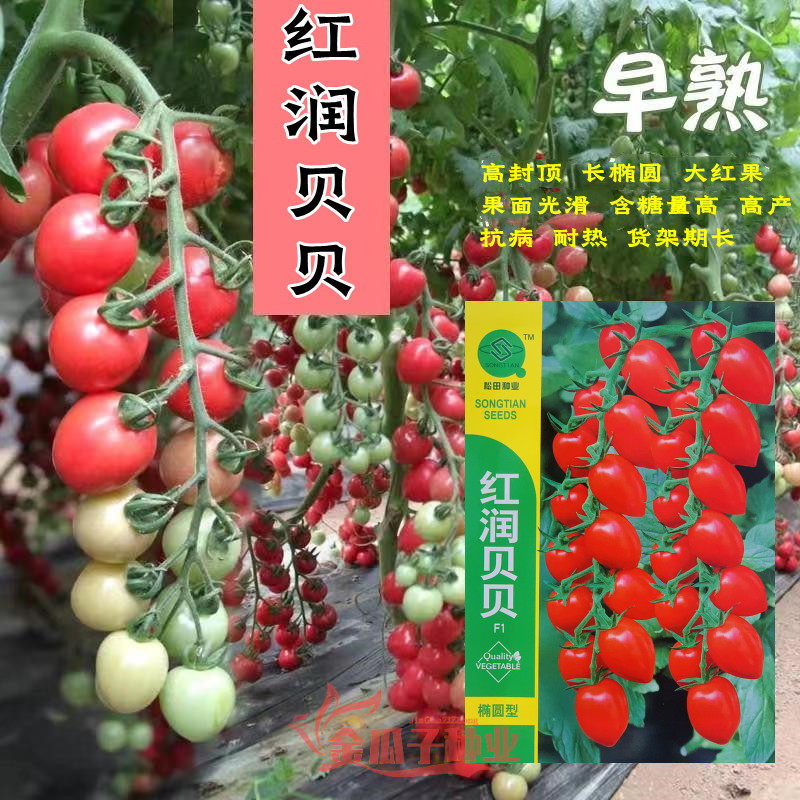 红润贝贝樱桃番茄抗病高产酸甜