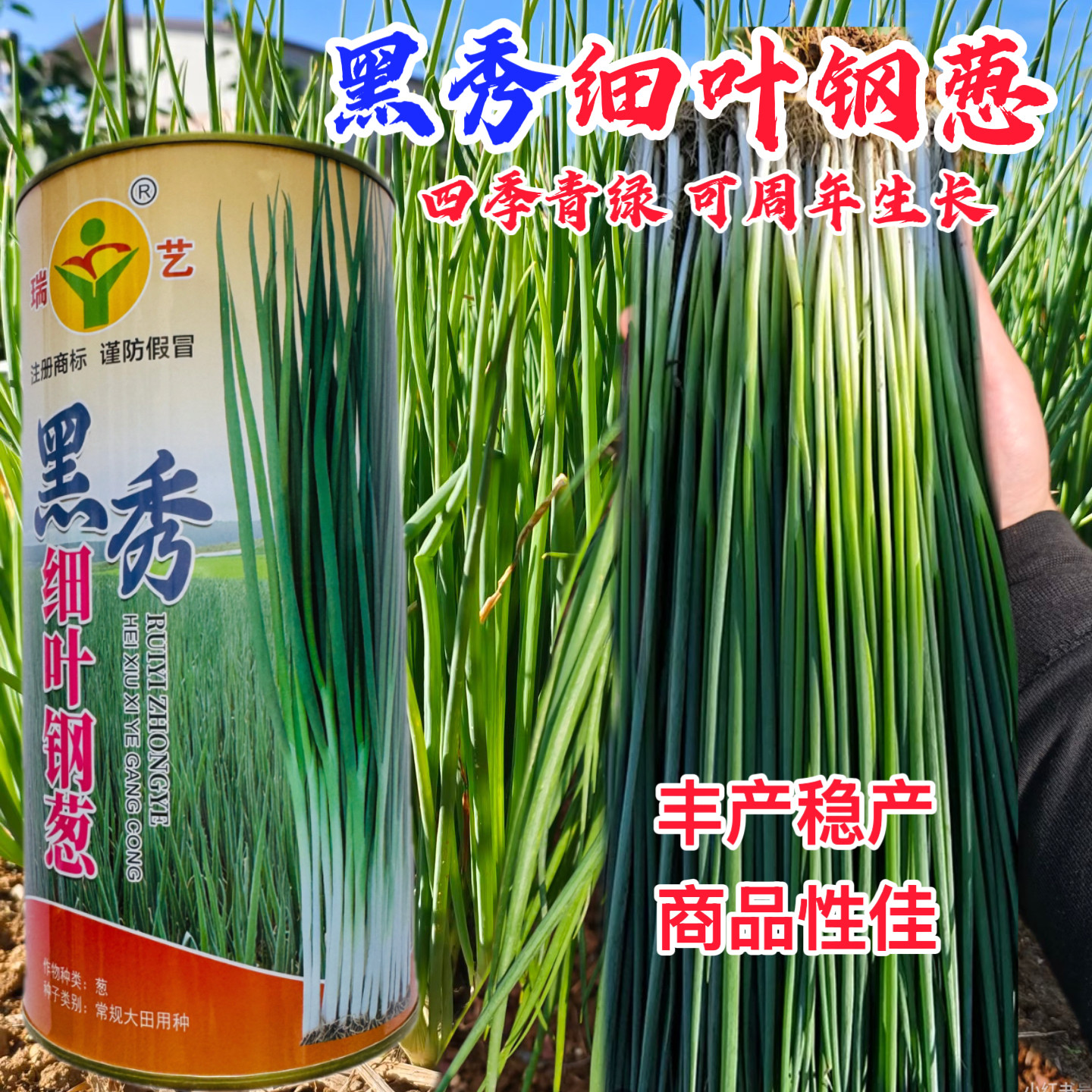 黑秀细叶钢葱种子高产抗病独颗不分叉叶色深绿四季香葱种籽蔬菜孑