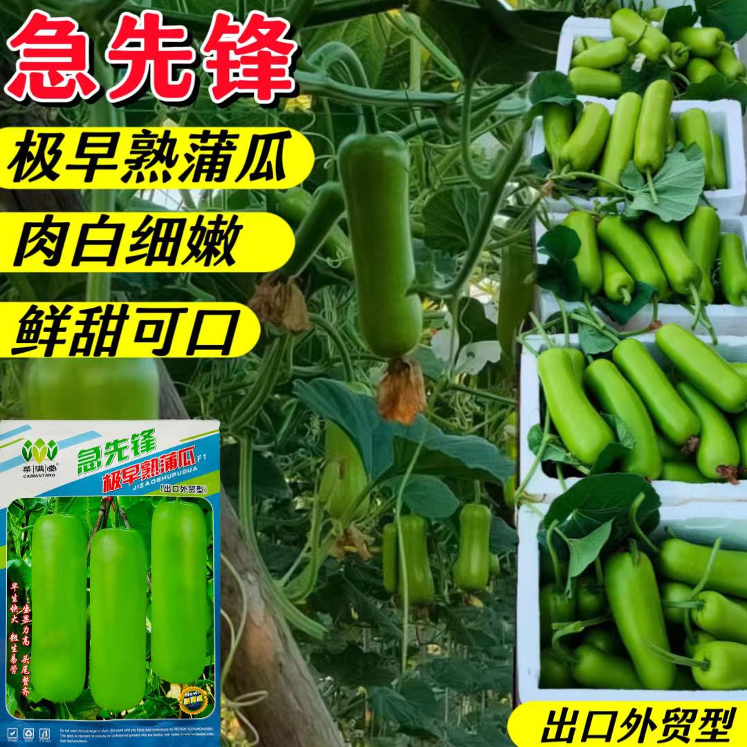 短蒲瓜种子瓠瓜翠绿高产耐热耐寒