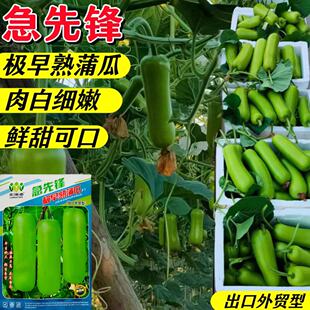 急先锋短蒲瓜种子法国杂交翡翠瓠瓜种子翠绿皮甜瓠子瓜菜葫芦种子