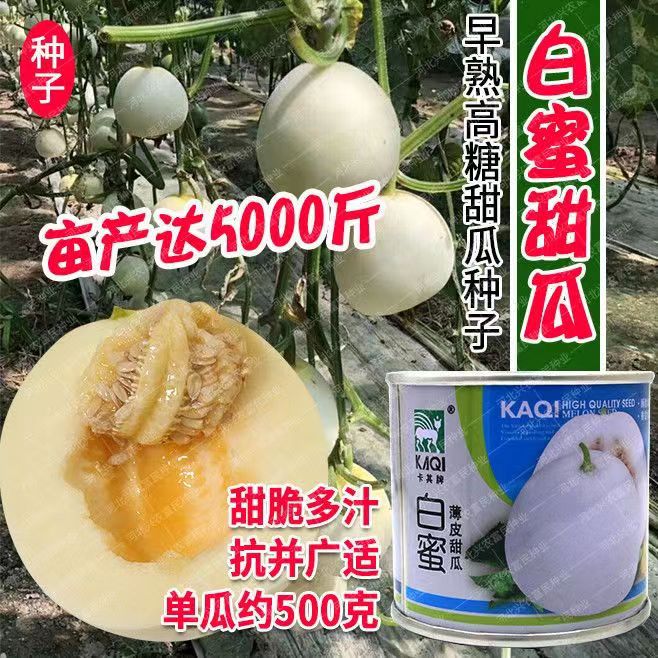卡其白蜜甜瓜种子农家甜脆白香瓜甜脆梨白莎密瓜种籽水果蔬菜种孑