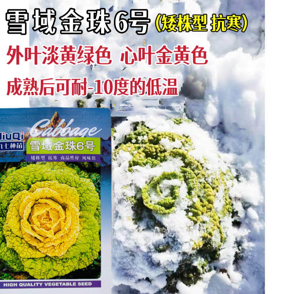 黄心乌菜种子雪域金株6号黄心菜种籽秋冬季白菜冬天青菜蔬菜种籽