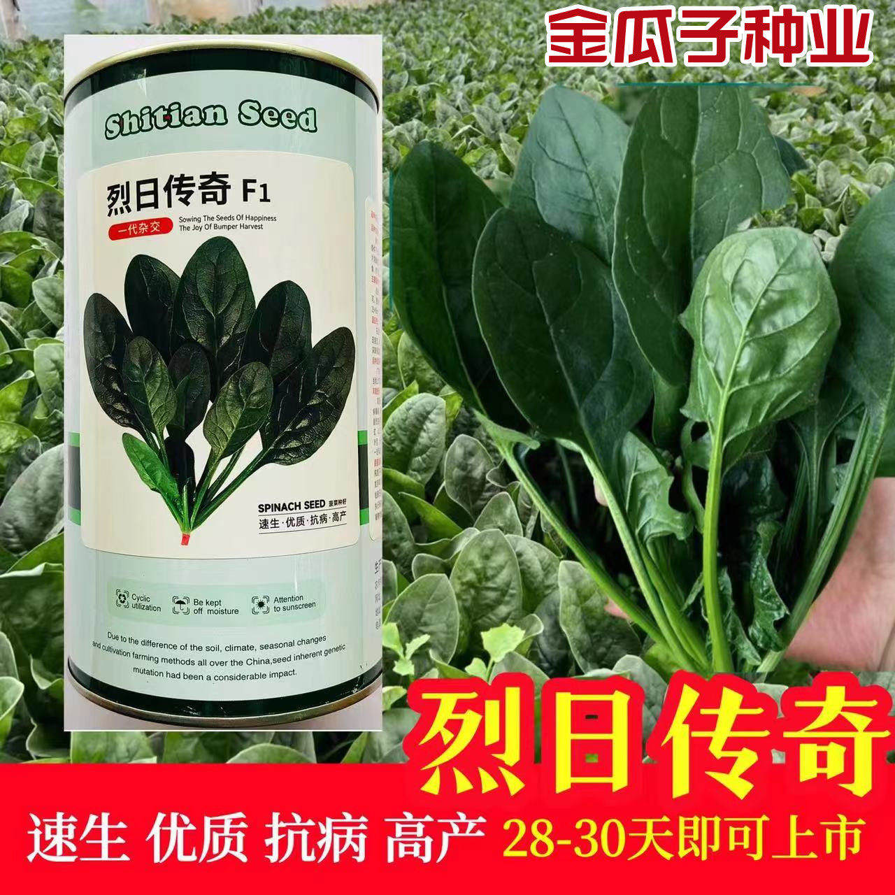 烈日传奇耐热菠菜种子抗热速生抗病耐抽苔高产大圆叶菠菜种子籽孑