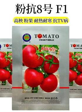 粉抗8号粉果西红柿种籽抗TY老品种粉色早熟番茄种子硬果大田专用