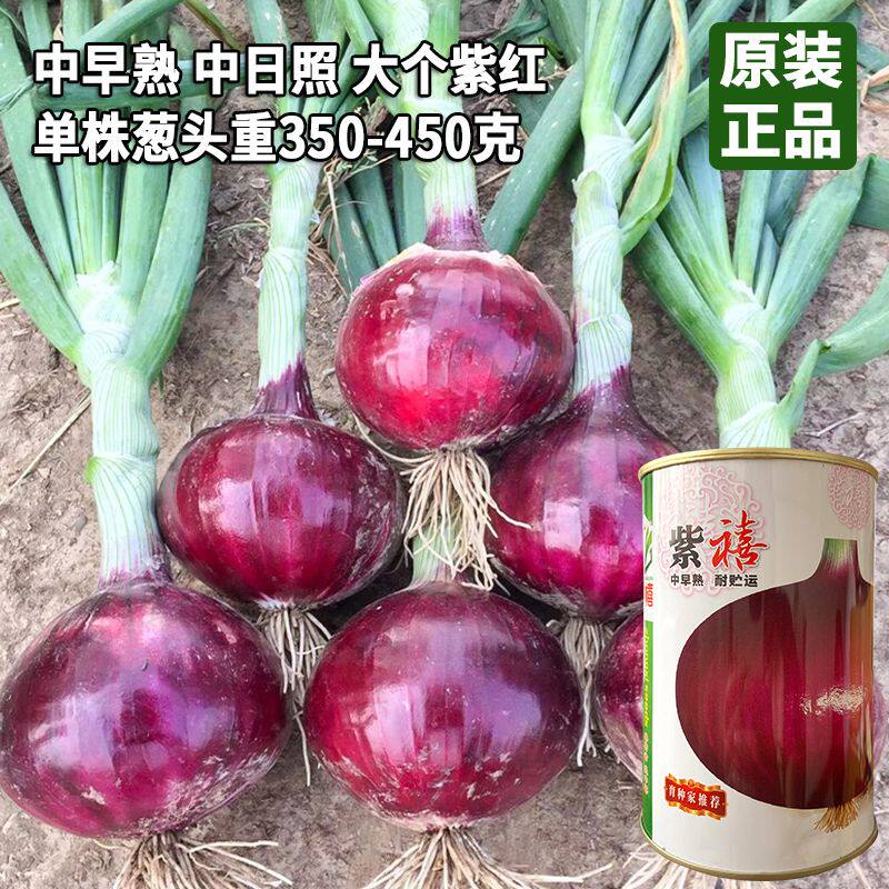 中禧紫禧葱头种子 中日照紫皮大个洋葱种子 菜园基地大田用蔬菜孑