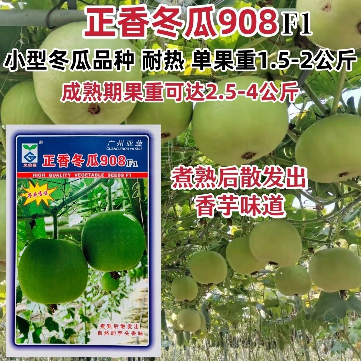 正香冬瓜908串铃冬瓜种籽小型冬瓜种子香芋味冬瓜耐热高产蔬菜籽