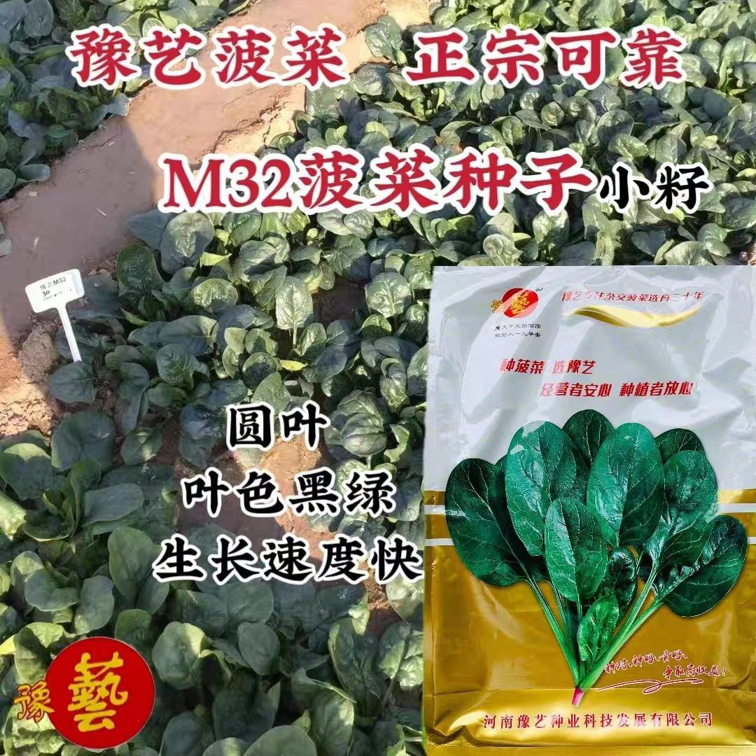 4斤原装小籽菠菜种子豫艺m32菠菜种籽叶色黑绿有光泽圆叶菠菜种孑