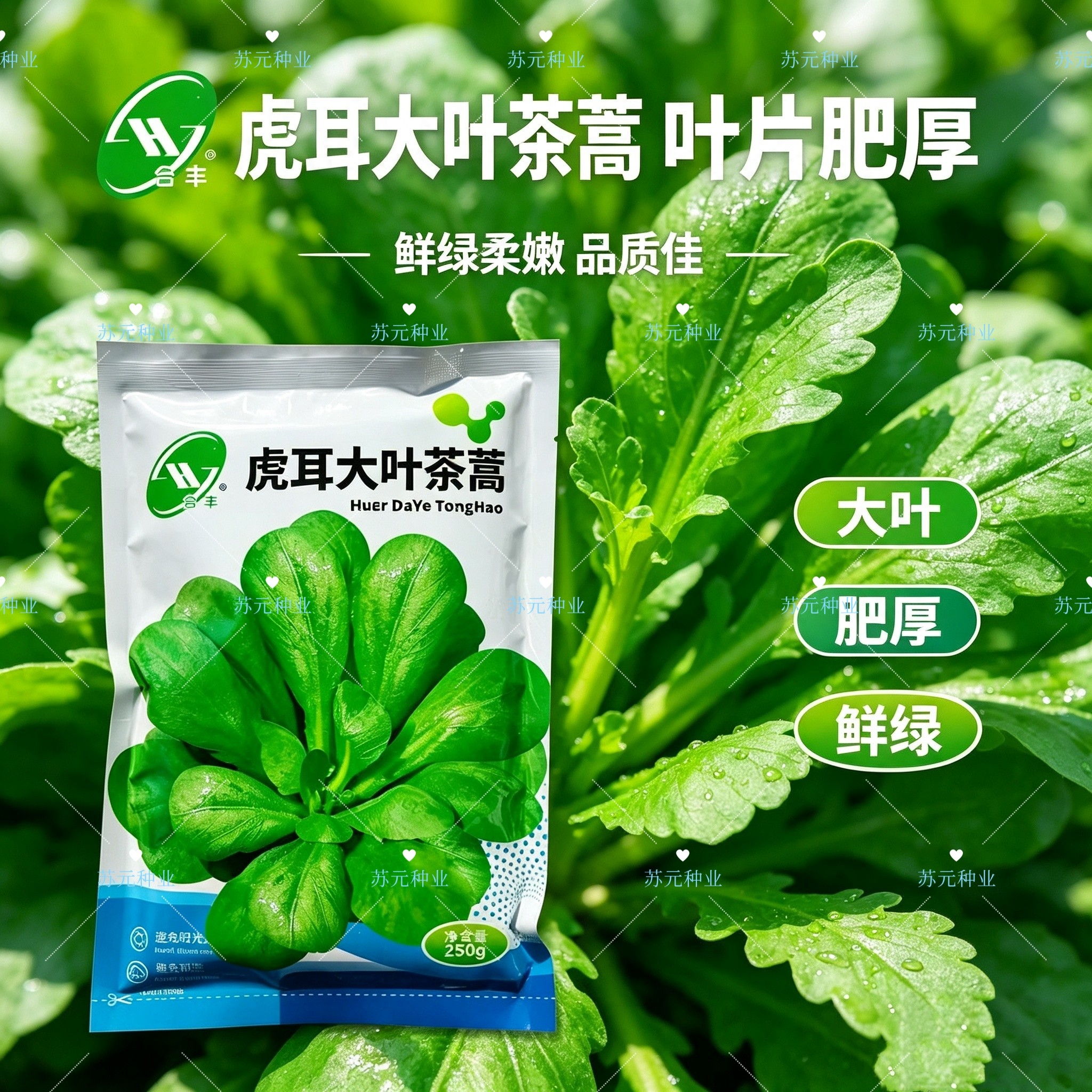 虎耳大叶茼蒿种子爽脆味香叶肥厚四季耐热耐寒大田春秋播蔬菜种籽