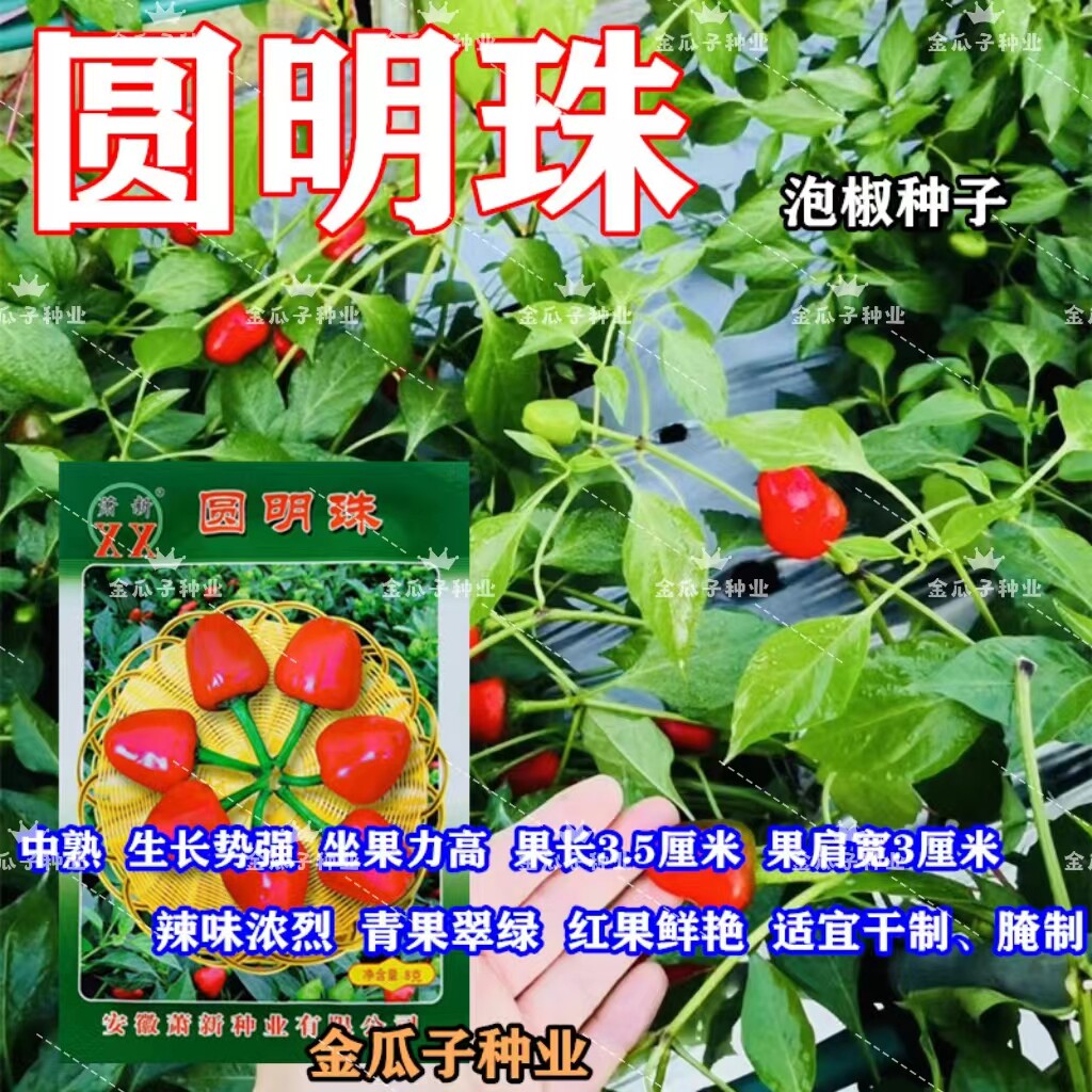 萧新圆明珠辣椒种子鲜红泡椒灯笼椒种籽特辣中熟春秋高产抗病包邮