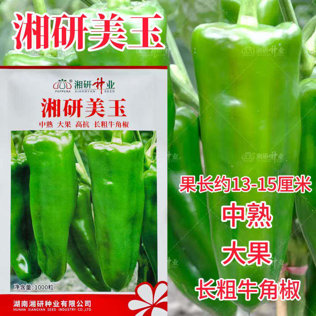 湘研美玉辣椒种子 大果辣椒种子中熟微辣粗牛角椒抗性强辣椒青椒