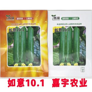 如意101油皮丝瓜种籽 高产耐热短棒油亮香丝瓜水瓜种子正品寿光