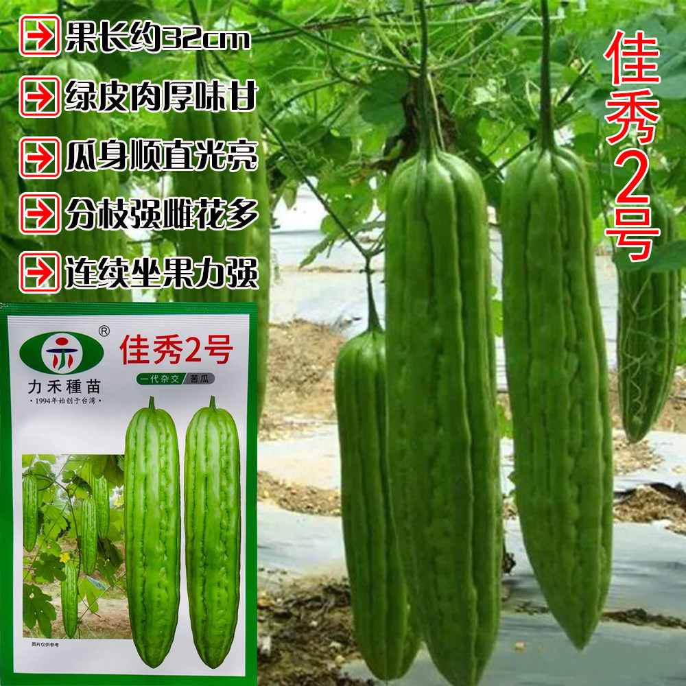 佳秀2号杂交苦瓜种子高产抗病耐热耐寒农家菜园大田基地苦瓜种子