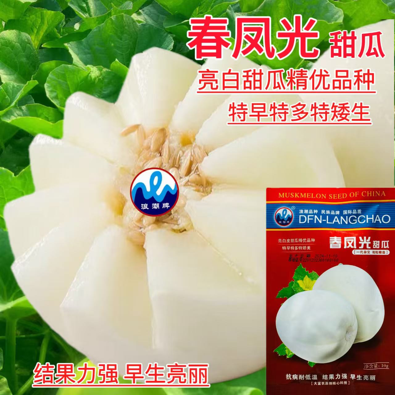 春凤光白皮甜瓜种子抗病耐低温香瓜种籽春季早熟超甜盆栽阳台瓜种