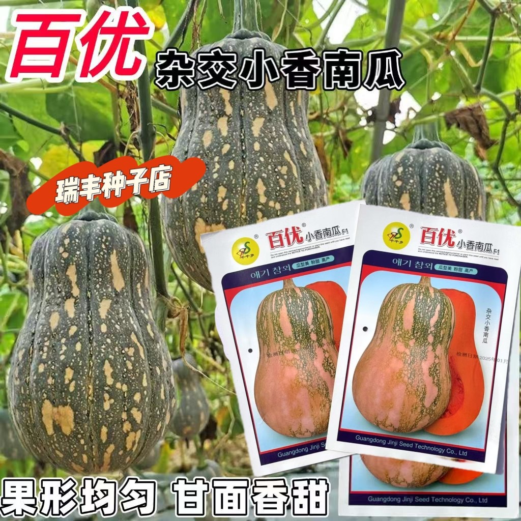 百优小香南瓜种子厚肉味香粉甜脆口感好高产南瓜籽春秋季播蔬菜孑