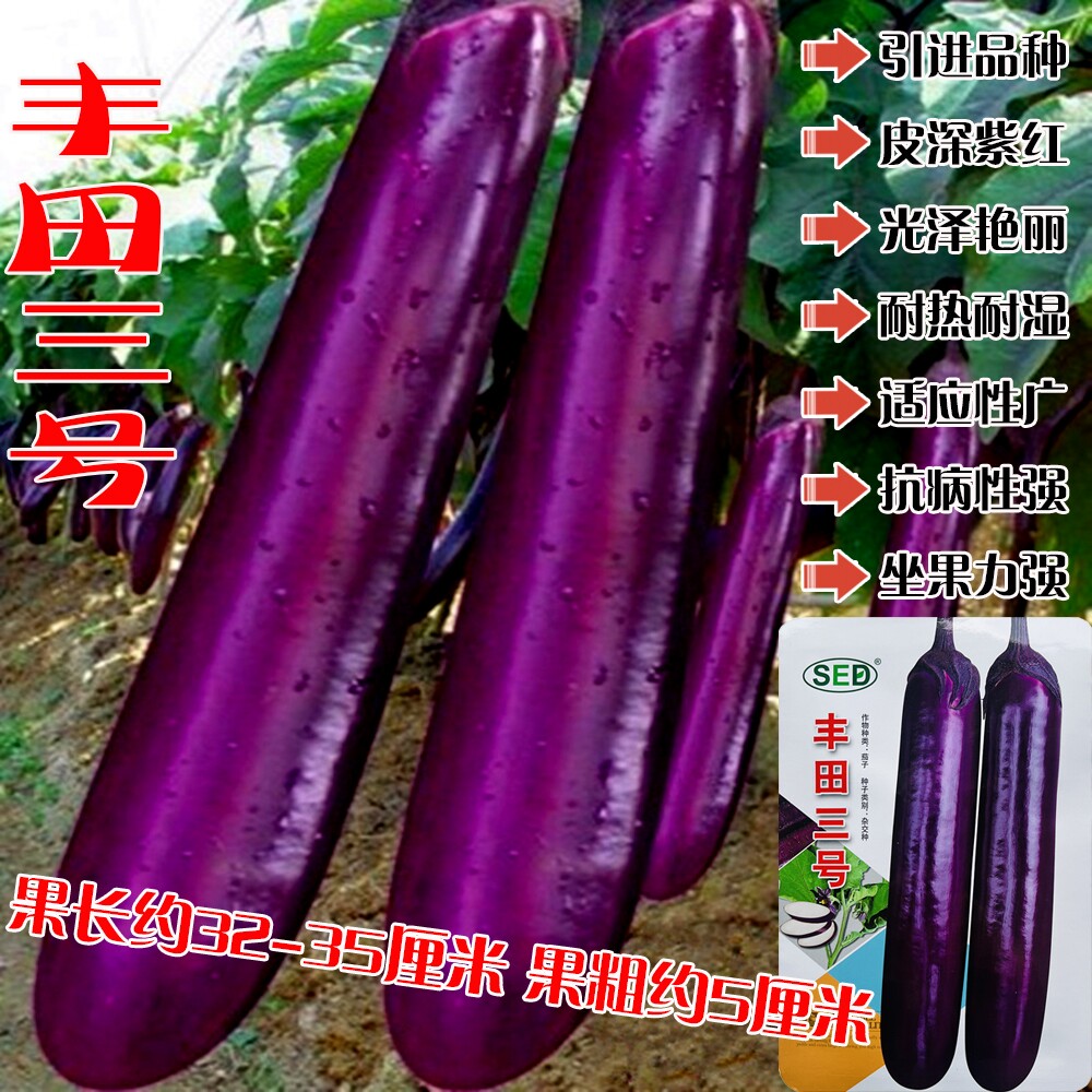 丰田三号茄子种子春秋播耐热耐湿抗病丰产紫红长茄种籽四季蔬菜种