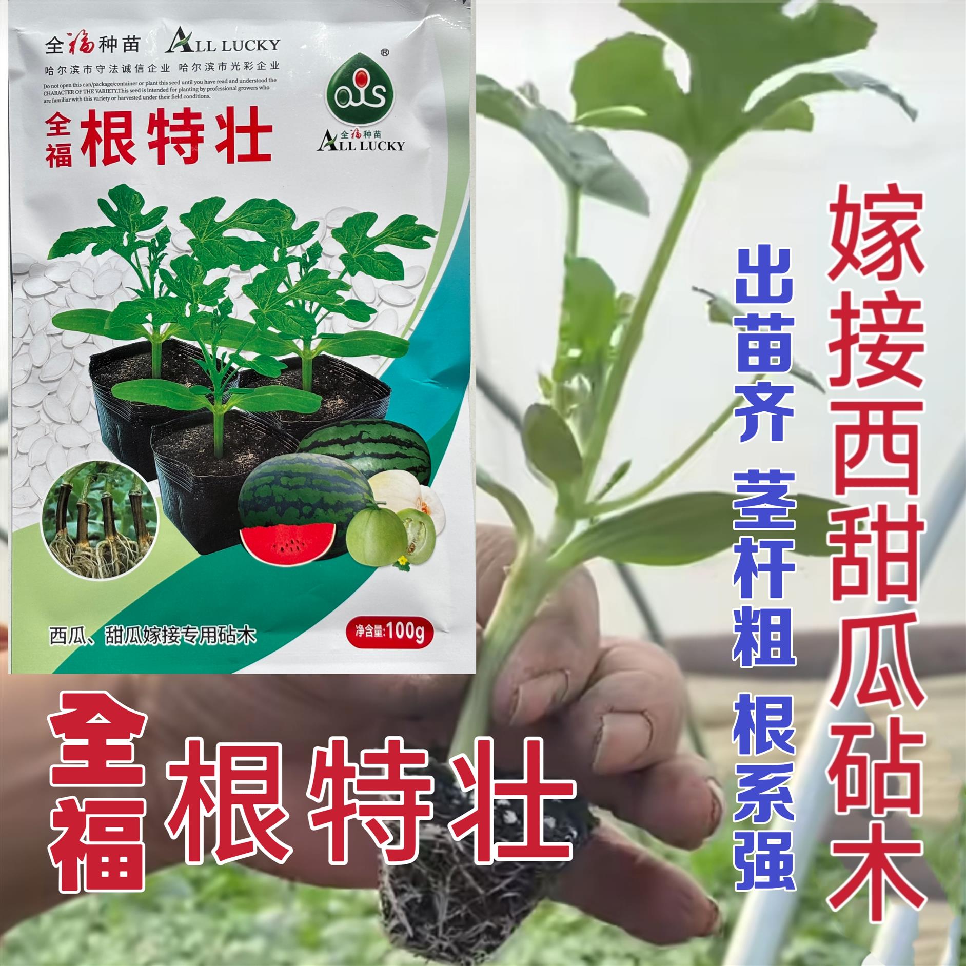 根特壮嫁接专用砧木种子西瓜甜瓜嫁接杂交抗病高产嫁接砧木