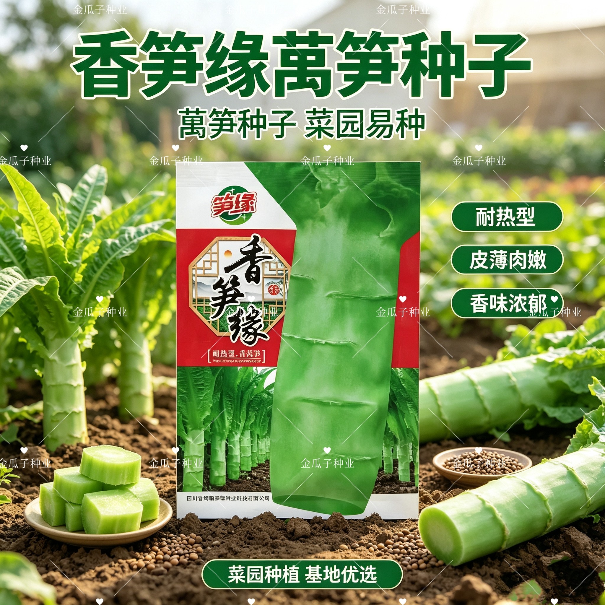 香笋缘莴笋种子尖叶莴苣种籽夏秋季耐高温奶抽苔肉绿香脆莴笋种籽