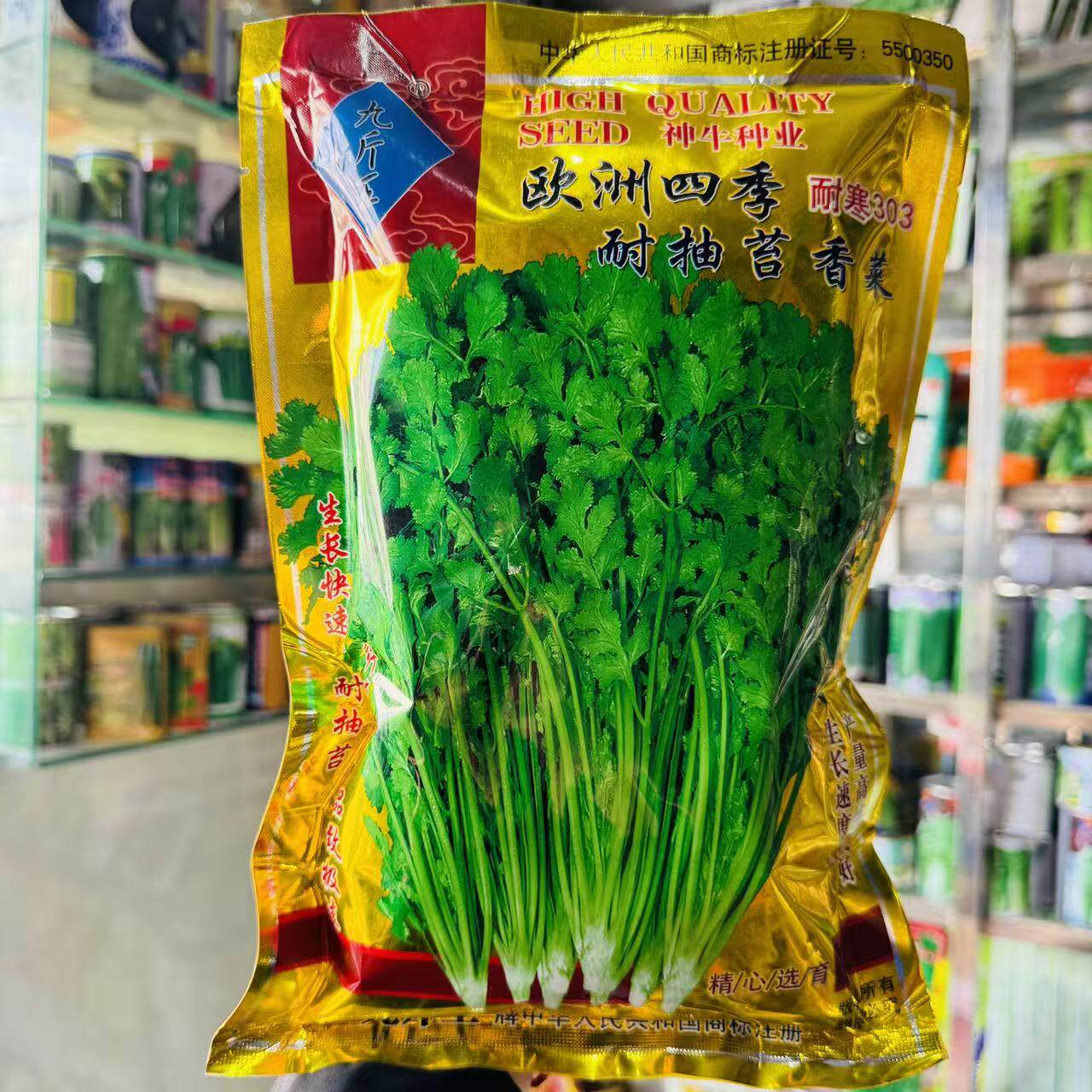 欧洲四季耐抽薹香菜种籽耐寒老品种抗热香菜种子四季芫荽基地种孑