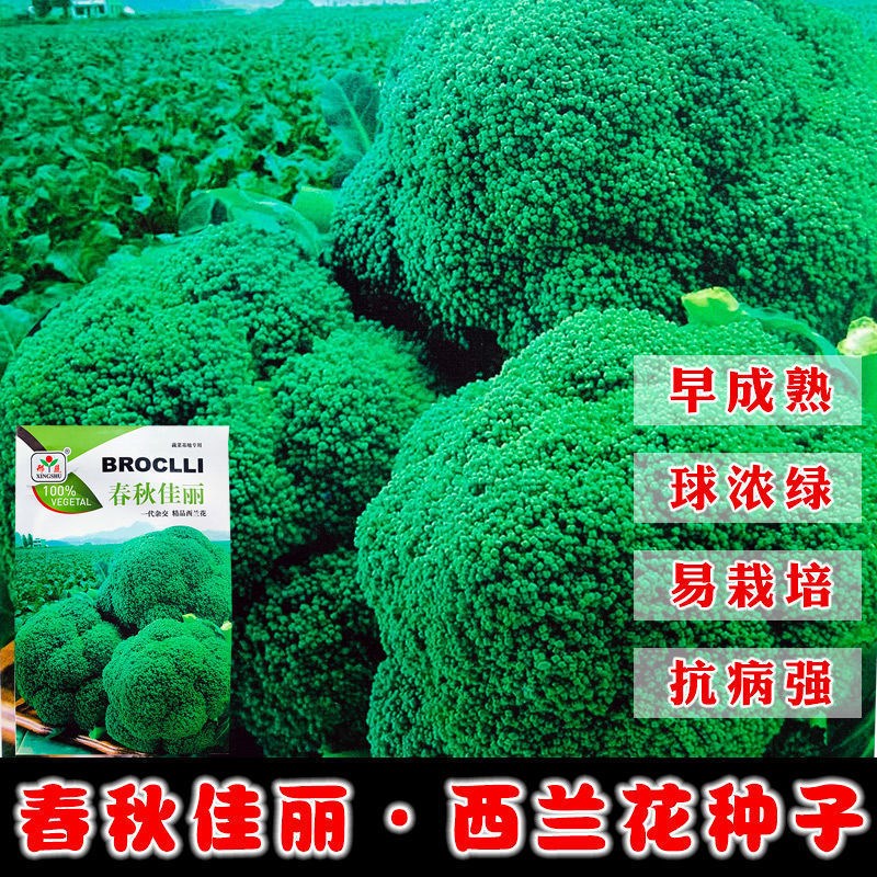 春秋佳丽西兰花种子 绿花椰菜西蓝花花菜种籽 秋季菜园播蔬菜种孑